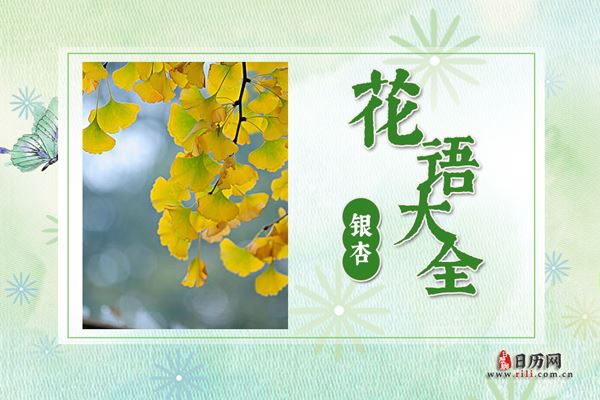 银杏的花语是什么?银杏花语大全及传说故事