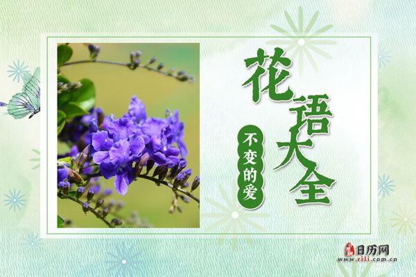 什么花代表不变的爱