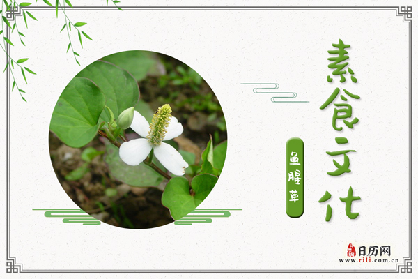 鱼腥草的功效与作用:清热解毒,利尿通淋,消炎