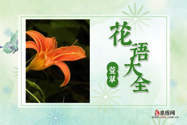 萱草的花语是什么?萱草花语大全及传说