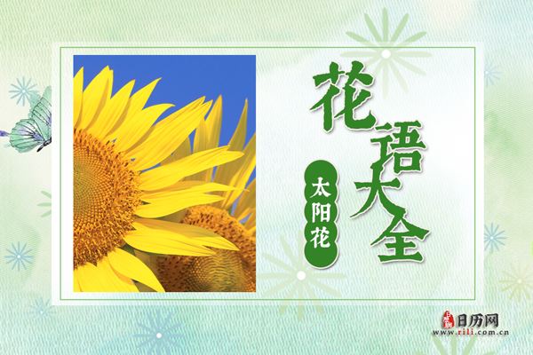 太阳花的花语是什么?太阳花花语大全及传说