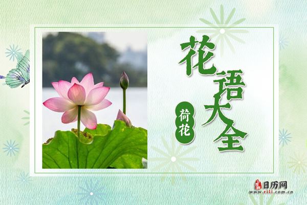 荷花的花语是什么?荷花花语大全及传说