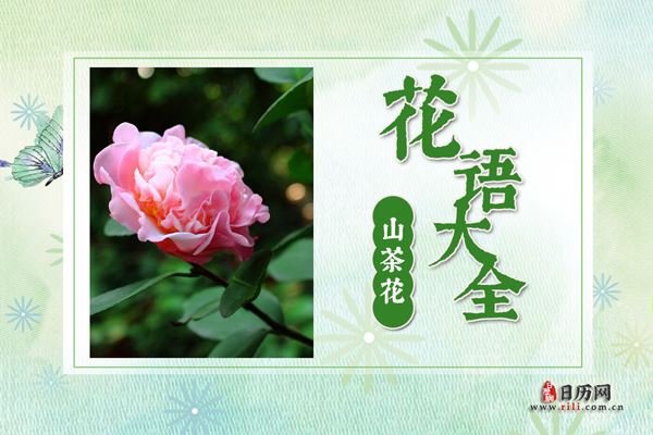 山茶花的花语是什么?山茶花花语大全