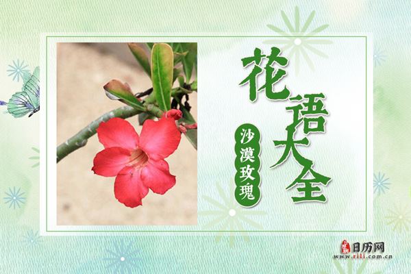 沙漠玫瑰的花语是什么?沙漠玫瑰花语及象征含义