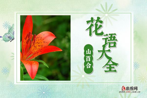 山百合花的花语是什么?山百合花花语大全