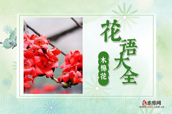 木棉花的花语是什么?木棉花花语大全及传说