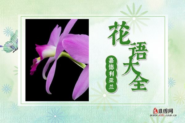 嘉德利亚兰的花语是什么?嘉德利亚兰花语大全及图片