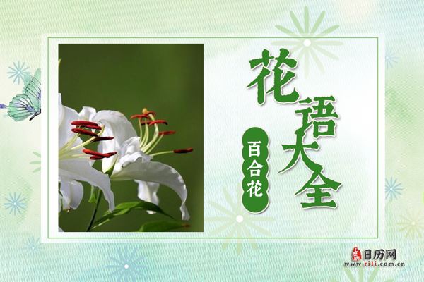 百合花的花语是什么?各色百合花花语大全