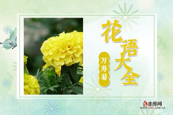 万寿菊的花语是什么？万寿菊花语大全及美丽传说