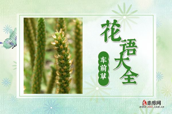 车前草的花语是什么?车前草花语大全