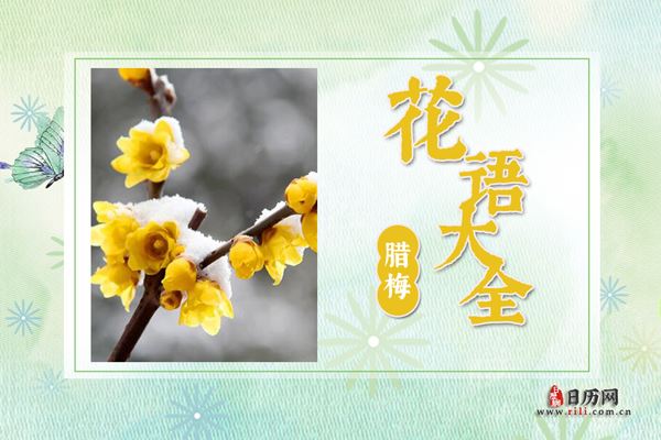 腊梅的花语是什么?腊梅花语大全及传说