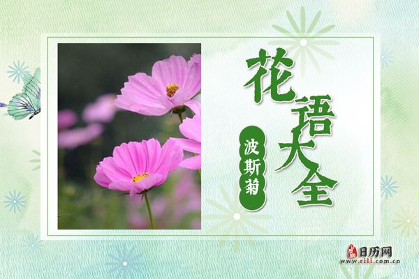 波斯菊的花语是什么?波斯菊花语大全及传说