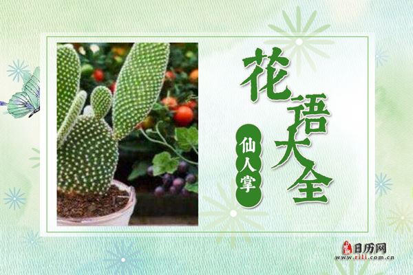 仙人掌的花语是什么?仙人掌花语大全及传说