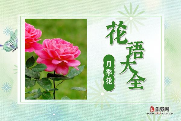 月季花的花语是什么?月季花花语大全