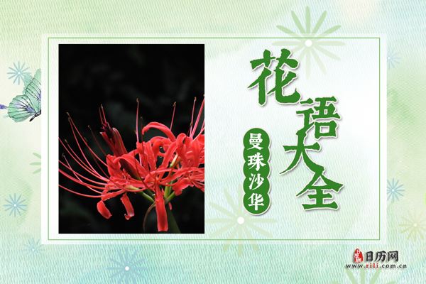曼珠沙华的花语是什么?曼珠沙华花语大全及传说