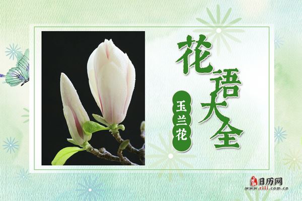 玉兰花的花语是什么?玉兰花花语大全及传说