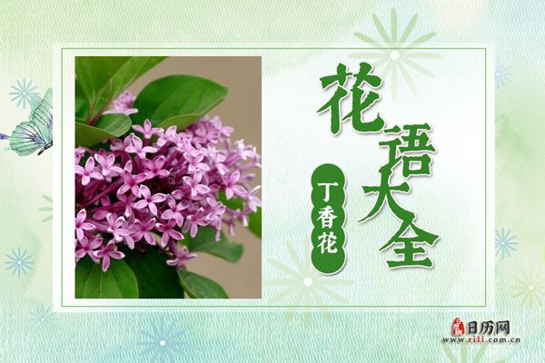 丁香花的花语是什么 丁香花花语大全及传说