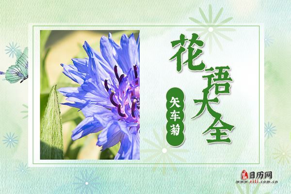 矢车菊的花语是什么?矢车菊花语大全及传说