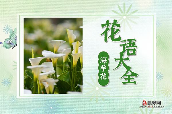 海芋花的花语是什么?海芋花花语大全