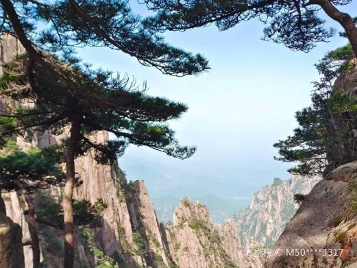 黄山卧龙松