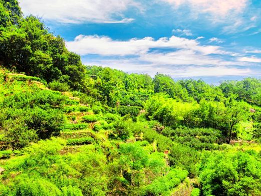武夷山大红袍景区