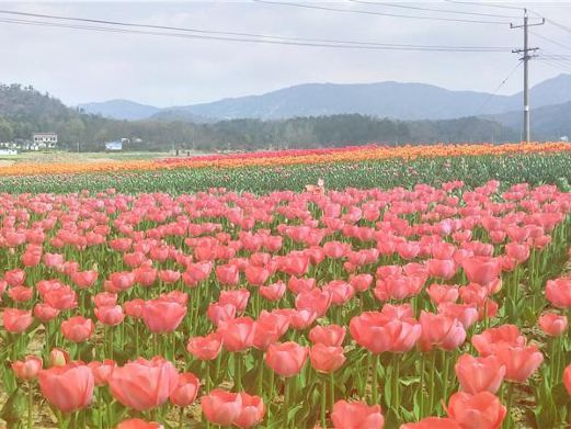 安庆花溪茶谷风景区