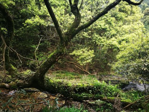 石台世外桃园风景区