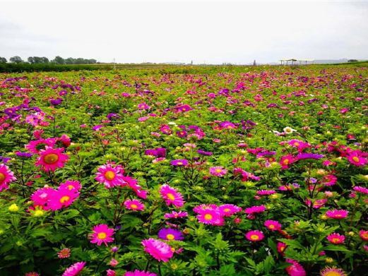 环县八珠花海