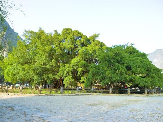 阳朔大榕树