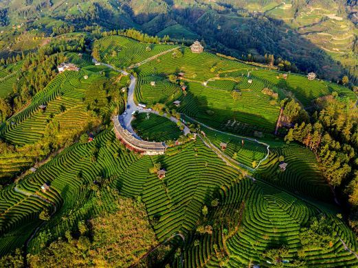 三江布央茶山旅游区