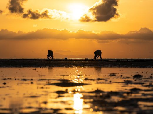 北海大燕赶海
