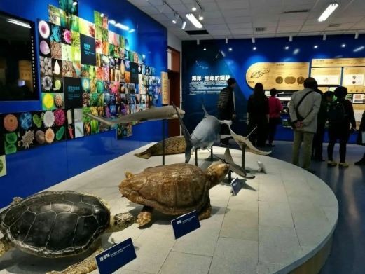 北海广西海洋研究所-海洋生物标本馆