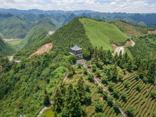 乐业龙云山茶博园