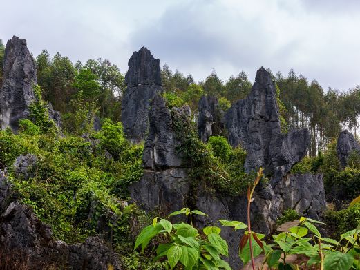 兴义泥凼石林风景区