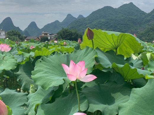 鹿寨祥荷乡韵景区