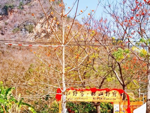 昌江木棉红景区