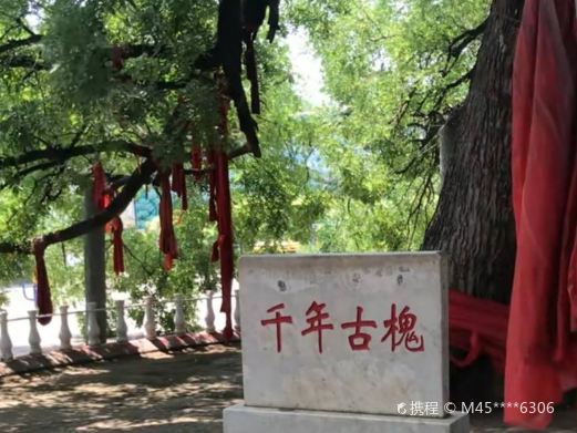 深州千年古槐