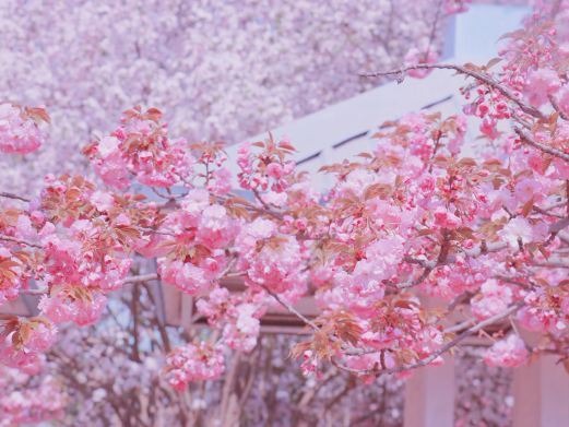 石家庄樱花广场
