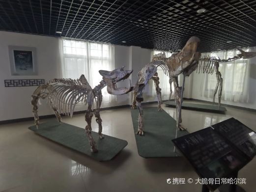 哈尔滨市文园古生物化石博物馆