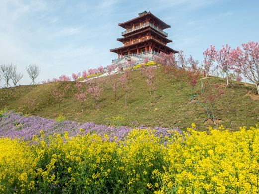 荥阳古柏渡丰乐樱花园