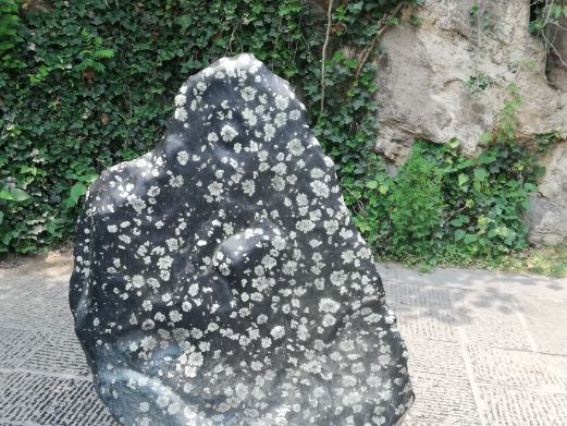 洛阳牡丹石