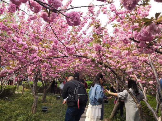 鹤壁樱花大道