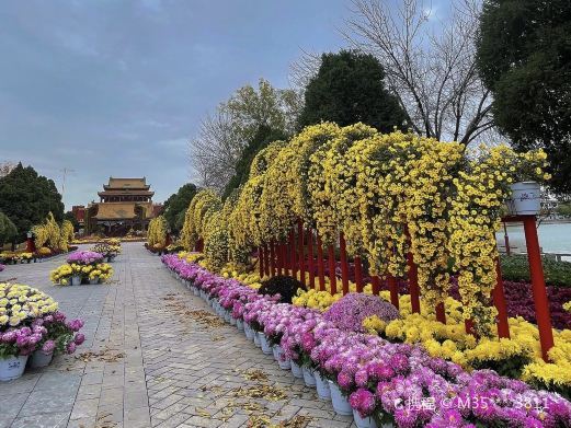 开封龙亭公园赏菊花