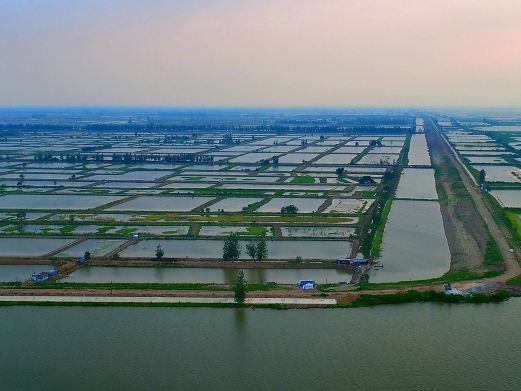 洪湖湿地