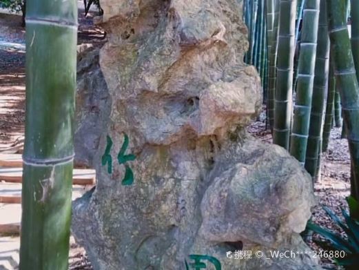 岳阳县君山竹林