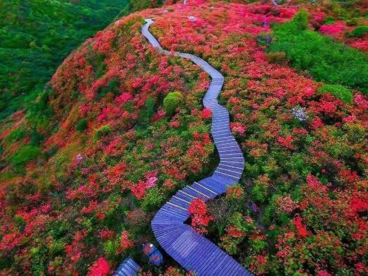 浏阳大围山杜鹃花海