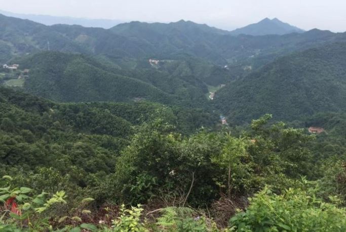 耒阳鹿岐峰森林公园
