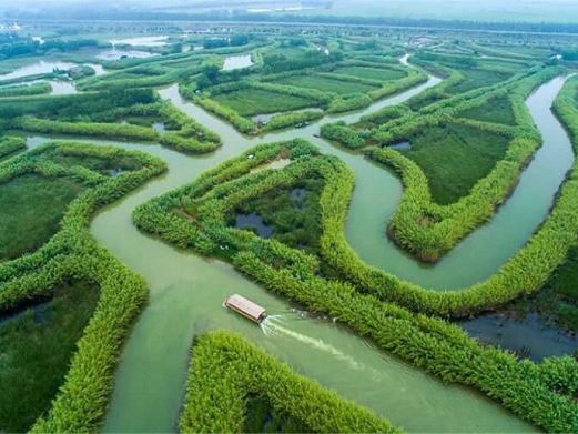 泗洪洪泽湖湿地公园-芦苇迷宫