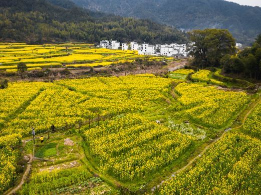 婺源思溪延村赏油菜花海