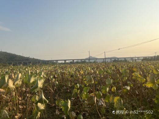 庐山宜荷园景区